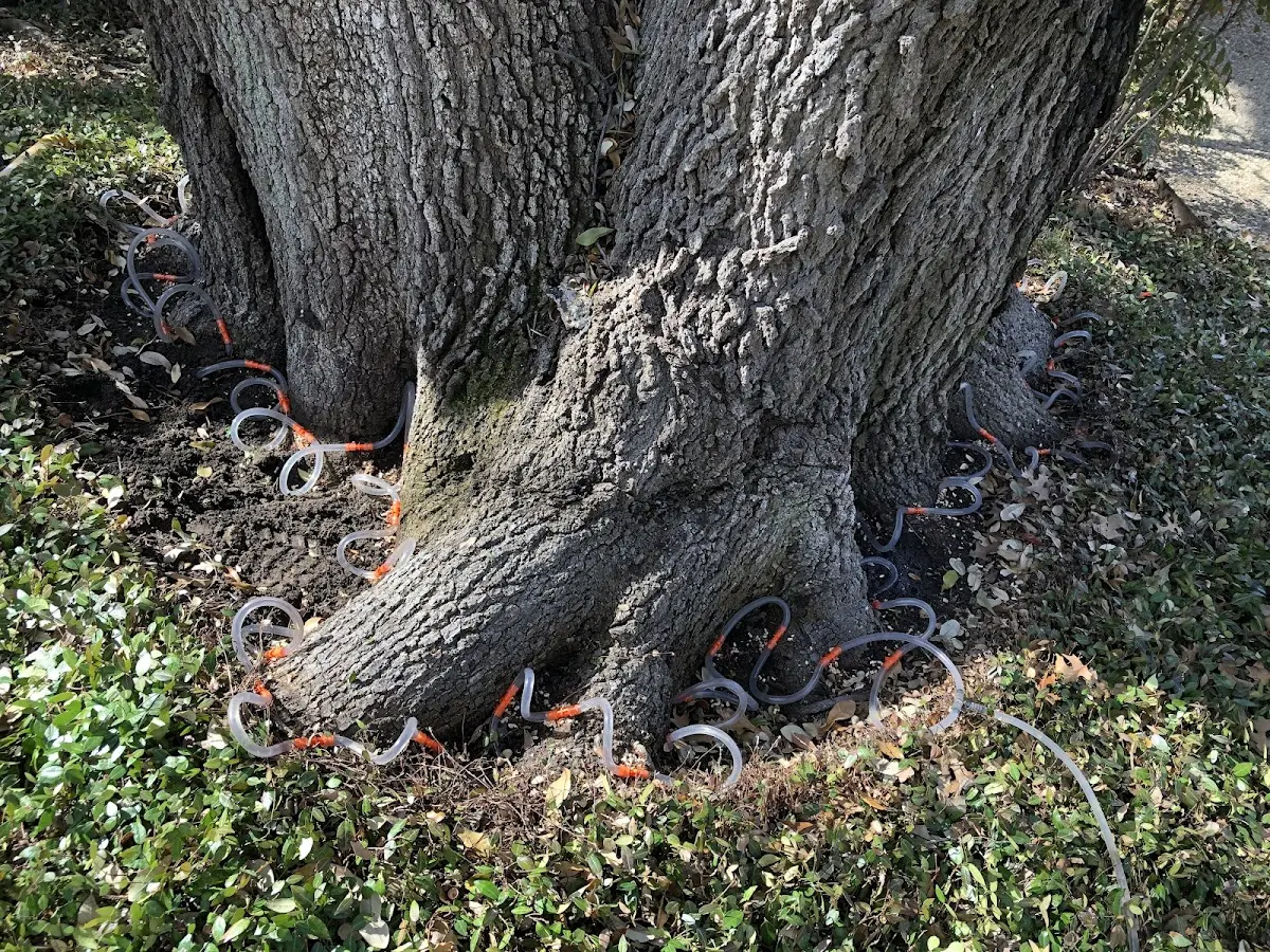Detailed Tree Cabling and Bracing job site in East Haven