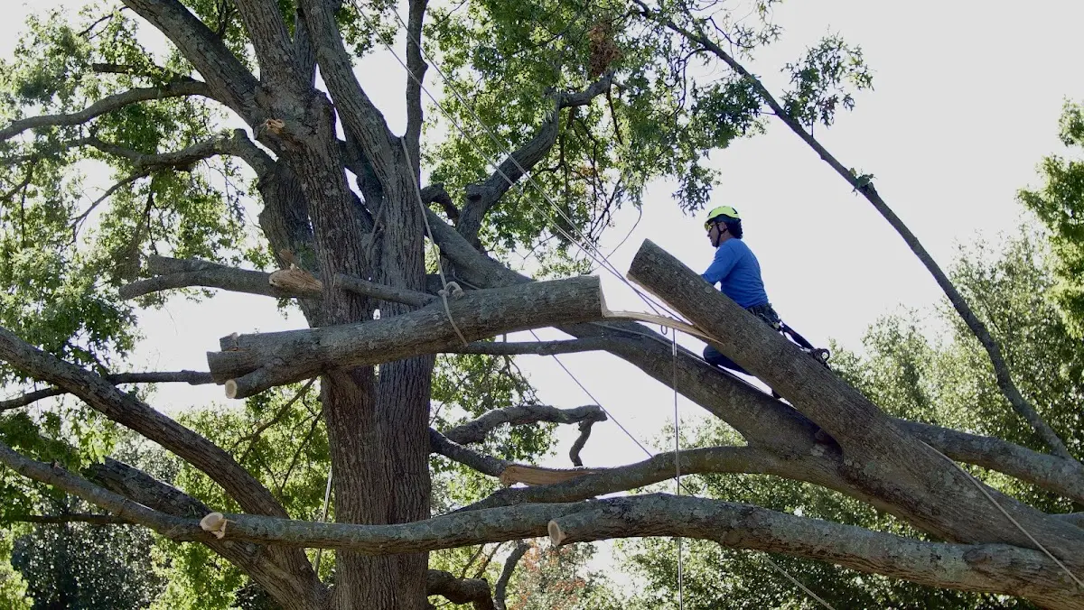 Professional Crown Thinning performed by certified arborists in East Haven