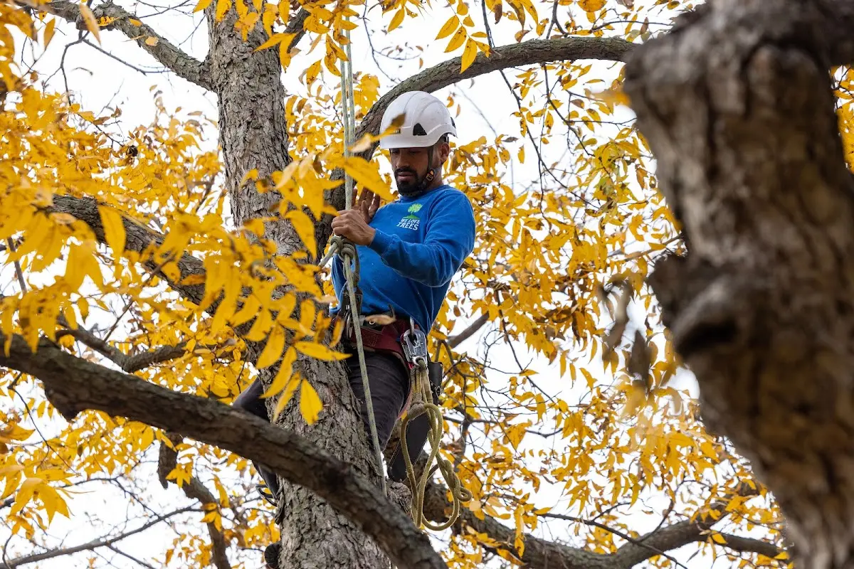 Skilled Tree Planing crew working in East Haven